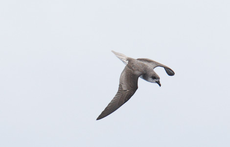 Fea's Petrel (Pterodroma feae) photo