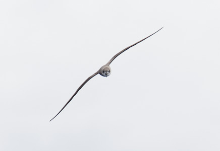 Fea's Petrel (Pterodroma feae) photo