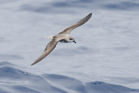Fea's Petrel (Pterodroma feae) photo