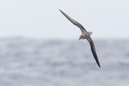 Fea's Petrel (Pterodroma feae) photo