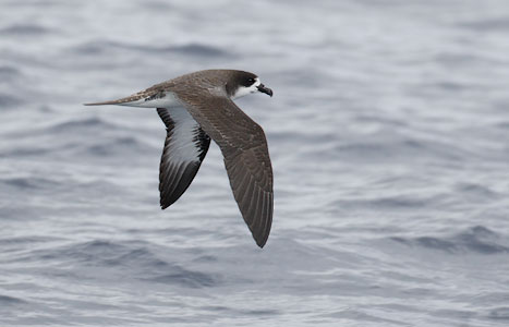 Dark-rumped Petrel (Pterodroma phaeopygia) photo