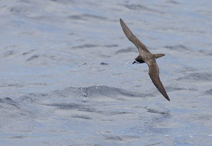 Dark-rumped Petrel (Pterodroma phaeopygia) photo