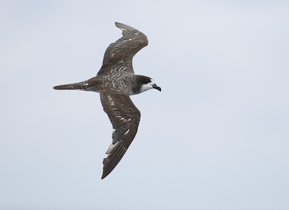 Dark-rumped Petrel (Pterodroma phaeopygia) photo