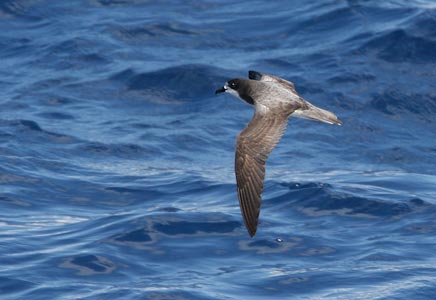 Gould's Petrel (Pterodroma leucoptera) photo