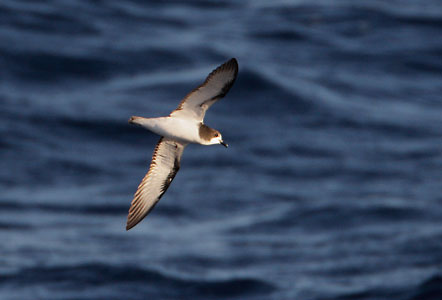 Gould's Petrel (Pterodroma leucoptera) photo