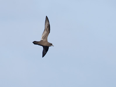 Great-winged Petrel (Pterodroma macroptera) photo