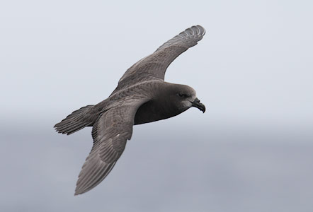 Grey-faced Petrel (Pterodroma [macroptera] gouldi) photo