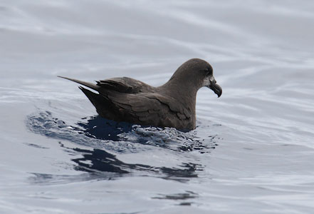 Grey-faced Petrel (Pterodroma [macroptera] gouldi) photo