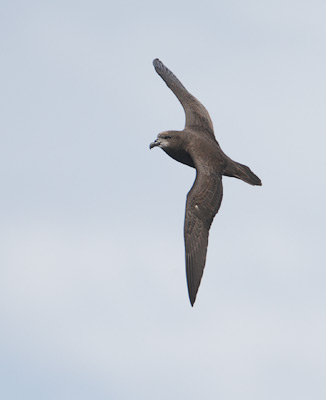 Grey-faced Petrel (Pterodroma [macroptera] gouldi) photo