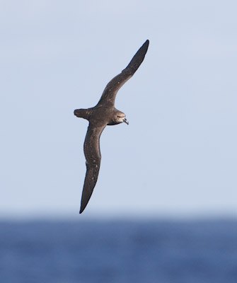 Grey-faced Petrel (Pterodroma [macroptera] gouldi) photo
