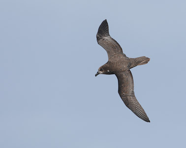 Grey-faced Petrel (Pterodroma [macroptera] gouldi) photo