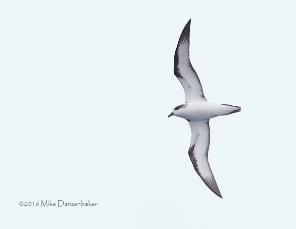 Hawaiian Petrel (Pterodroma sandwichensis) photo