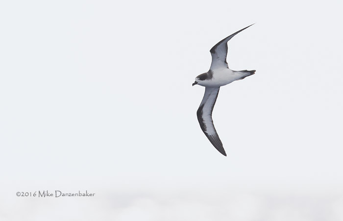 Hawaiian Petrel (Pterodroma sandwichensis) photo