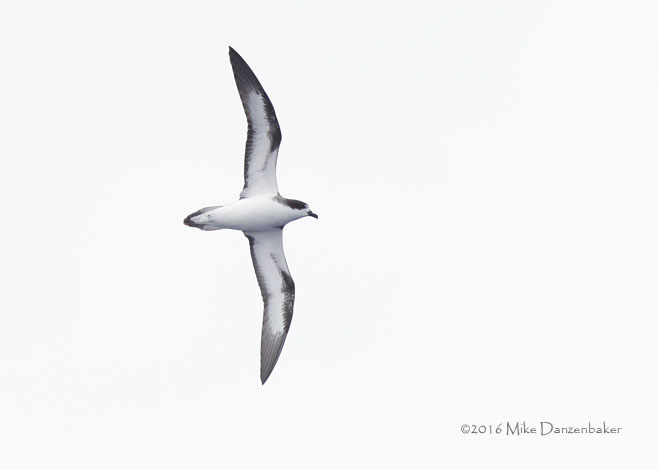 Hawaiian Petrel (Pterodroma sandwichensis) photo