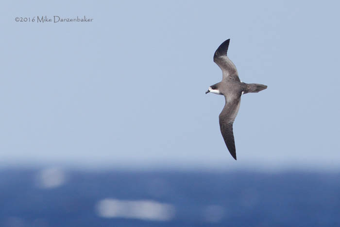 Hawaiian Petrel (Pterodroma sandwichensis) photo