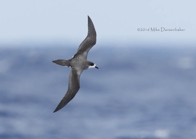 Hawaiian Petrel (Pterodroma sandwichensis) photo