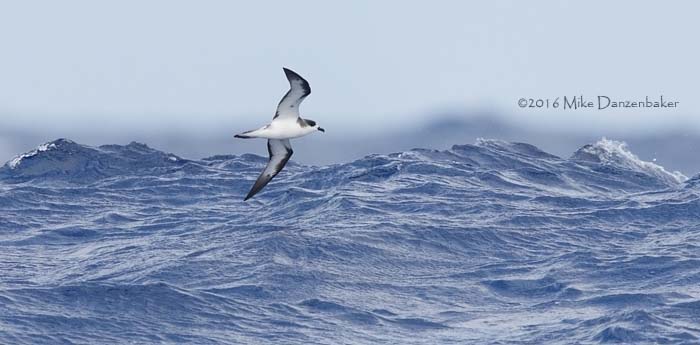 Hawaiian Petrel (Pterodroma sandwichensis) photo