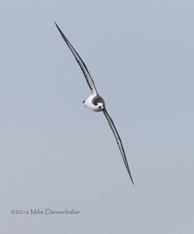 Hawaiian Petrel (Pterodroma sandwichensis) photo