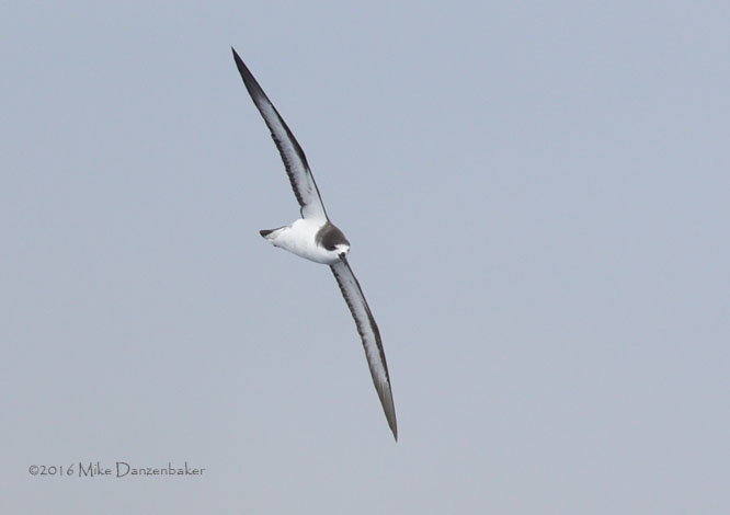 Hawaiian Petrel (Pterodroma sandwichensis) photo