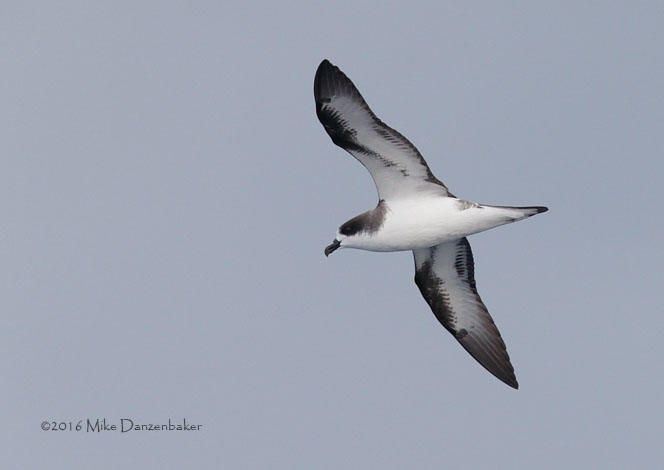 Hawaiian Petrel (Pterodroma sandwichensis) photo