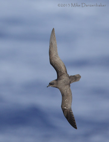 Henderson Petrel (Pterodroma atrata) photo