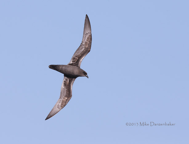 Henderson Petrel (Pterodroma atrata) photo