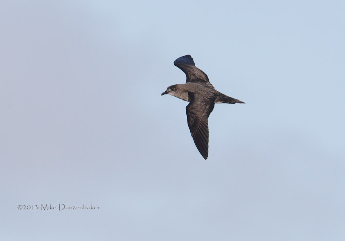 Herald Petrel (Pterodroma heraldica) photo