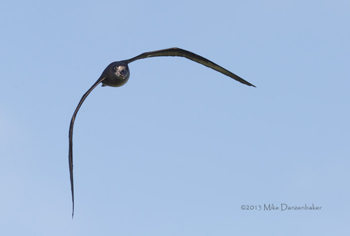 Herald Petrel (Pterodroma heraldica) photo