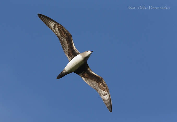 Herald Petrel (Pterodroma heraldica) photo