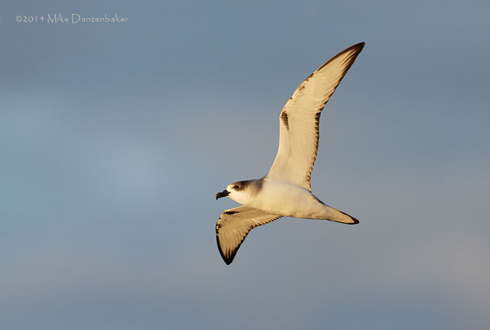 Juan Fernandez Petrel (Pterodroma externa) photo