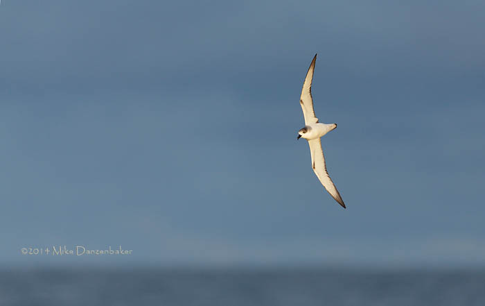 Juan Fernandez Petrel (Pterodroma externa) photo