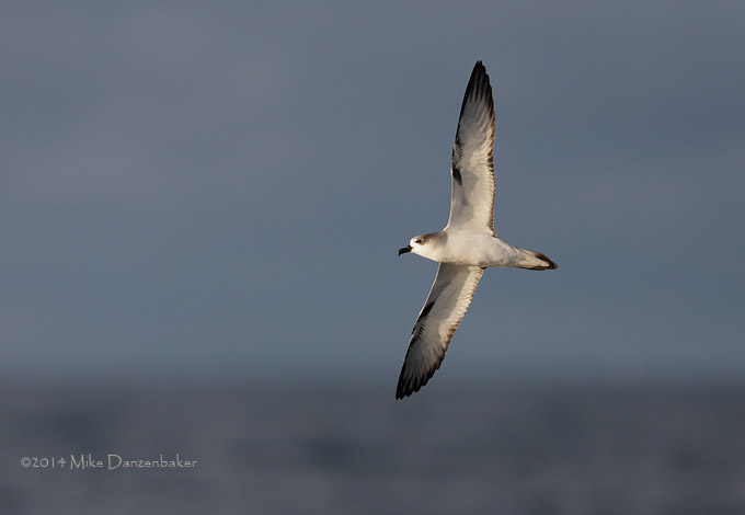 Juan Fernandez Petrel (Pterodroma externa) photo