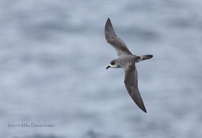 Juan Fernandez Petrel (Pterodroma externa) photo