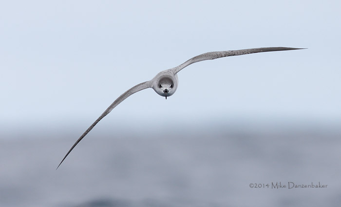 Juan Fernandez Petrel (Pterodroma externa) photo