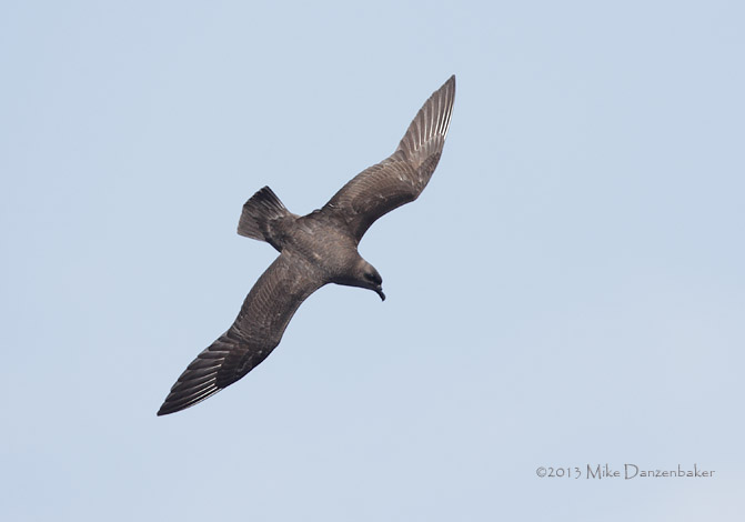 Kermadec Petrel (Pterodroma neglecta) photo
