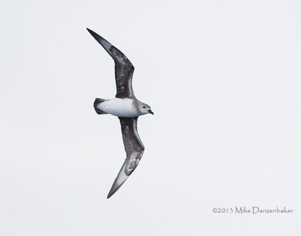 Kermadec Petrel (Pterodroma neglecta) photo