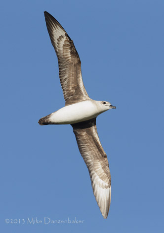 Kermadec Petrel (Pterodroma neglecta) photo