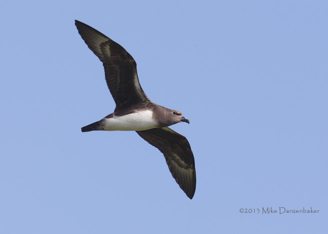 Kermadec Petrel (Pterodroma neglecta) photo