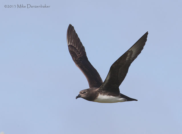 Kermadec Petrel (Pterodroma neglecta) photo