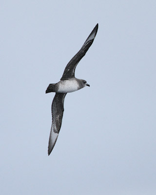 Kermadec Petrel (Pterodroma neglecta) photo