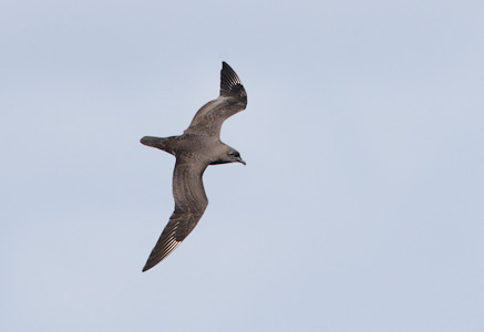 Kermadec Petrel (Pterodroma neglecta) photo