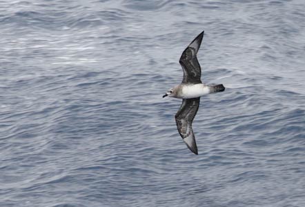 Kermadec Petrel (Pterodroma neglecta) photo