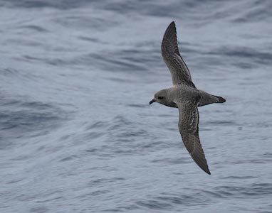 Kerguelen Petrel (Lugensa brevirostris) photo