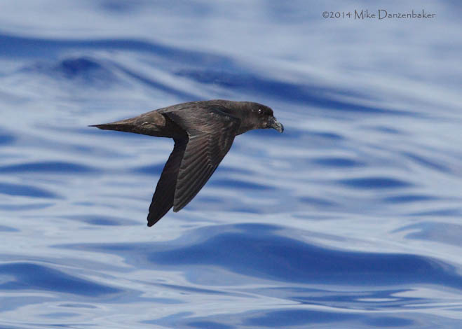 Mascarene Petrel (Pseudobulweria aterrima) photo