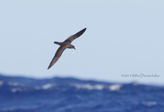 Mascarene Petrel (Pseudobulweria aterrima) photo