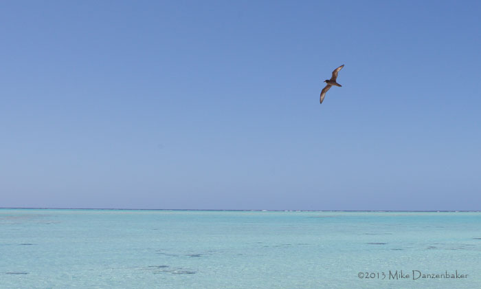 Murphy's Petrel (Pterodroma ultima) photo