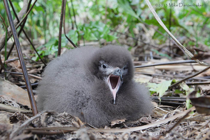 Murphy's Petrel (Pterodroma ultima) photo