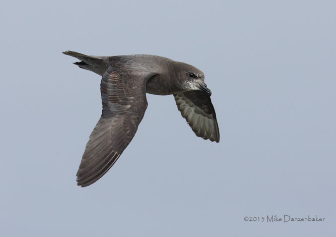 Murphy's Petrel (Pterodroma ultima) photo