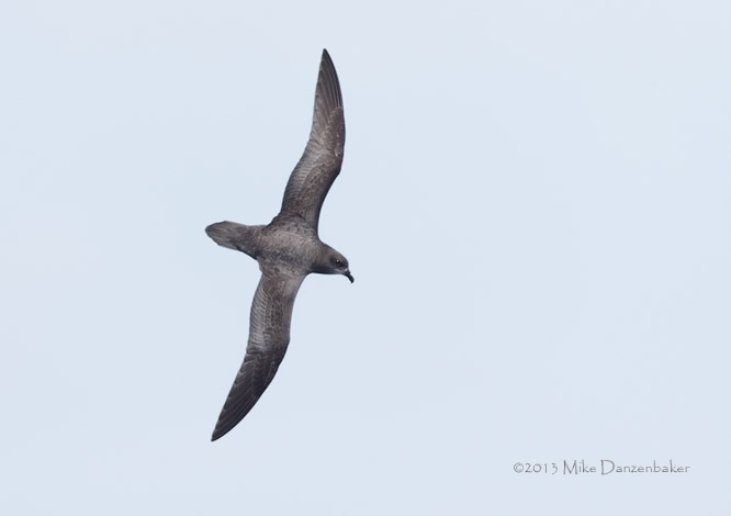 Murphy's Petrel (Pterodroma ultima) photo