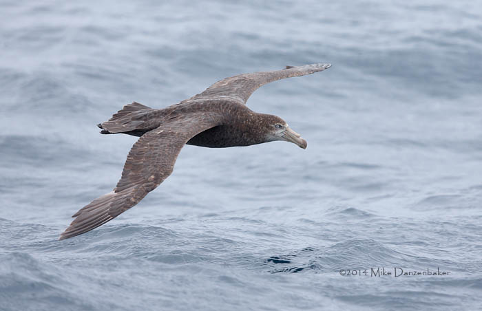 Northern Giant Petrel (Macronectes halli) photo